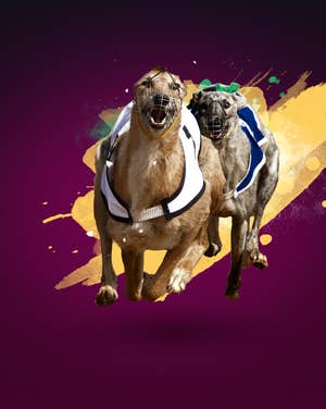 Greyhound Racing
