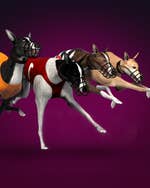 Curse Virtuale Caini