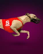 Dog Greyhound Races 