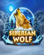 Siberian Wolf