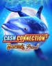 Cash Connection - Dolphin's Pearl
