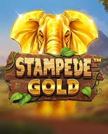 Stampede Gold
