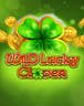 Wild Lucky Clover