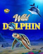 Wild Dolphin
