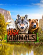 Wild Animals