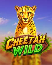 Cheetah Wild