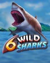 6 Wild Sharks
