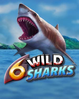 6 Wild Sharks